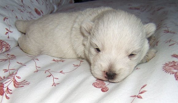 Cachorro con 15 días...