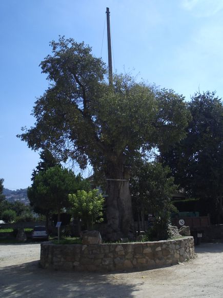 Lledoner centenari