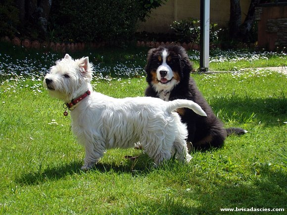 Sarko y Brisa (Malafemmina)