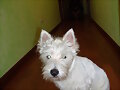 el pasillo de Sarko