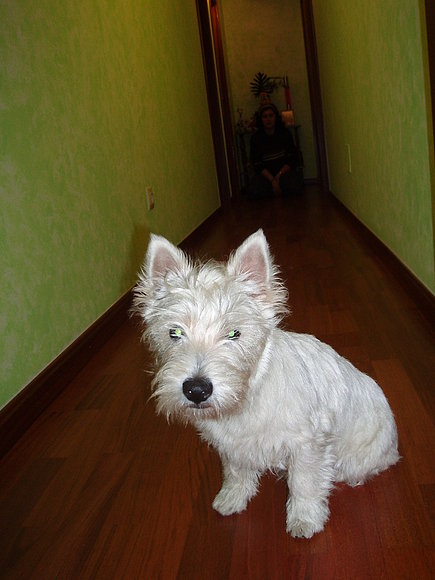 el pasillo de Sarko