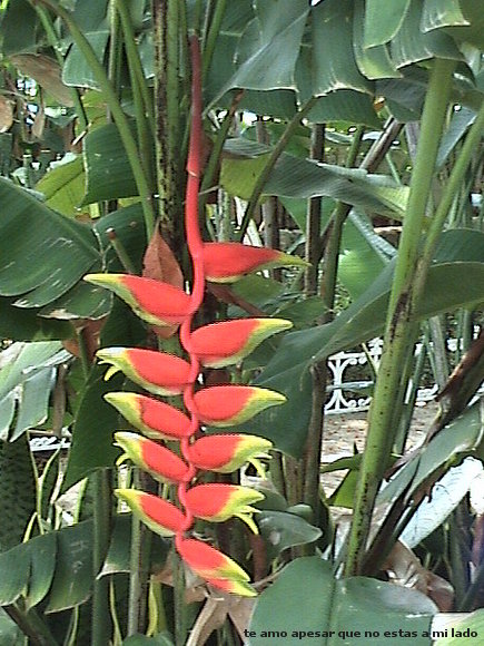 flores