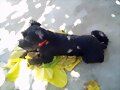 mi leal amigo