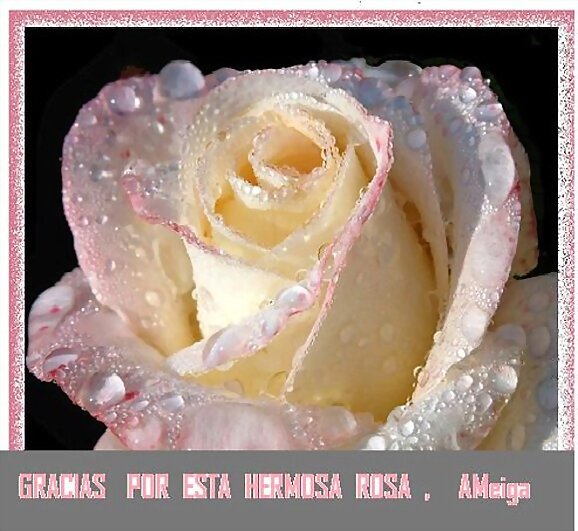 DE UNA AMIGA  ,  UNA ROSA
