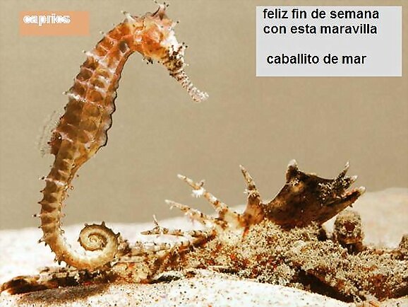 caballito de mar