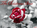 rosas navide&ntilde;as