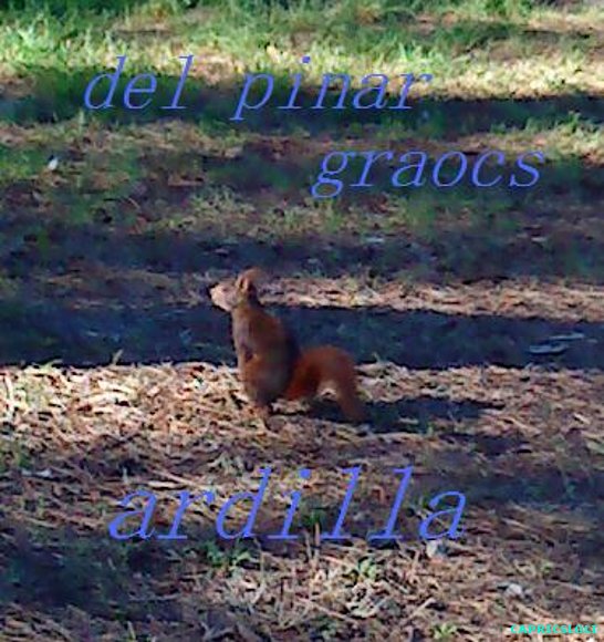 ardilla^^