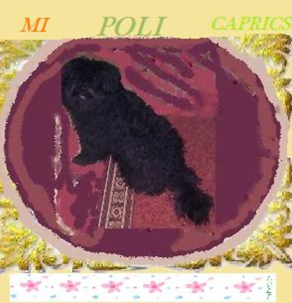 mi poli