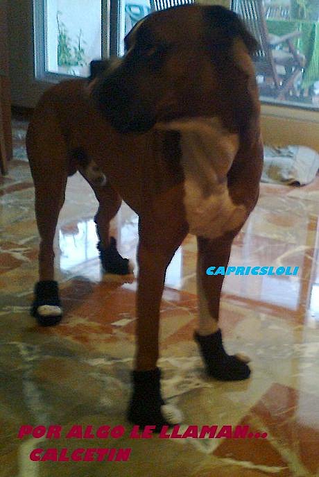 calceti' con calcetines
