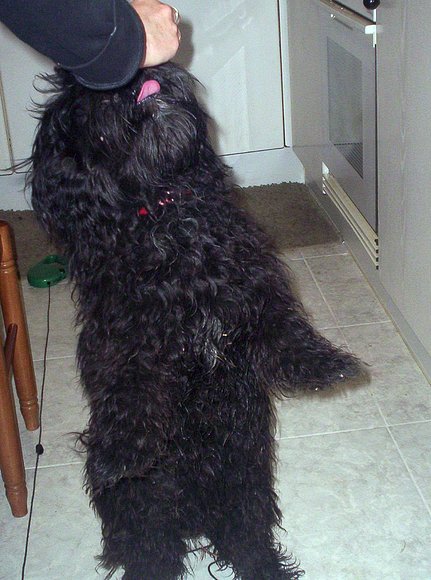 mi leal amigo