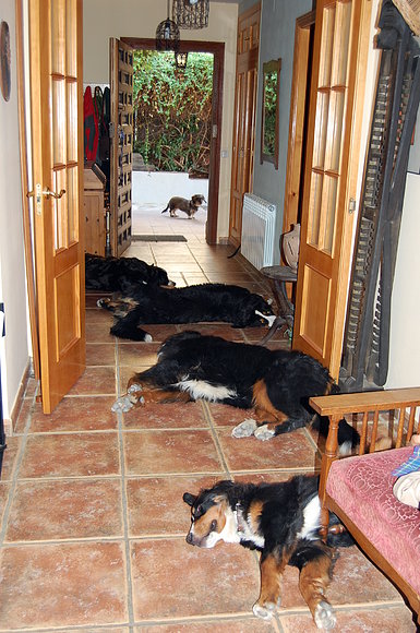 Siesta de boyeros, Moza, Blas, Janis y Xana.