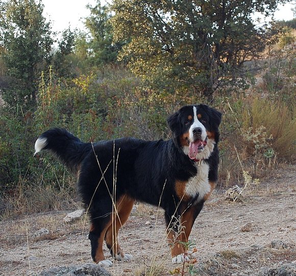 Janis recien cumplidos 11 meses.
