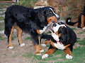 MOZA Y JANIS