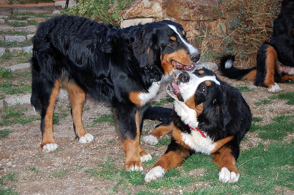 MOZA Y JANIS