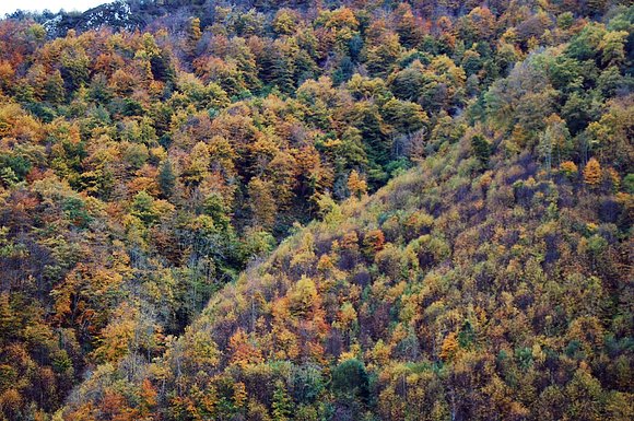 BOSQUE DE HAYAS