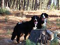 MOZA Y JANIS, PASEO POR EL BOSQUE