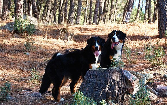 MOZA Y JANIS, PASEO POR EL BOSQUE