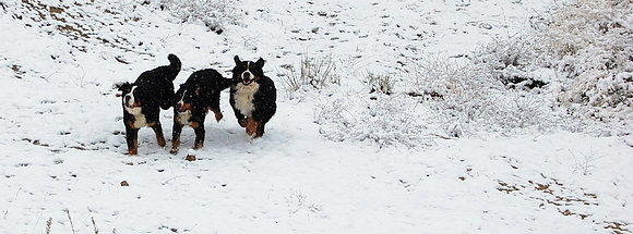JANIS, MOZA Y BLAS DISFRUTANDO