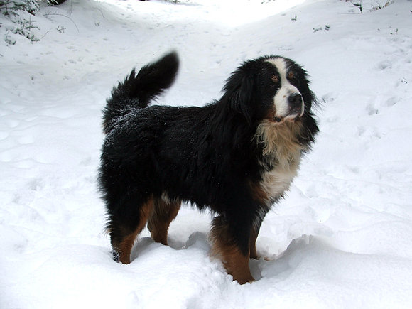 Thorgal, para 8 años.
