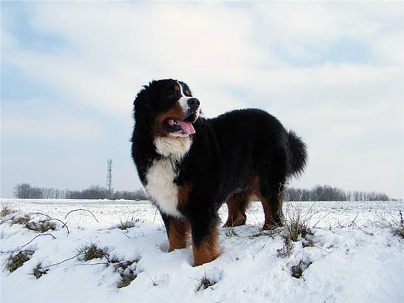DIAMANT, hermano de Janis