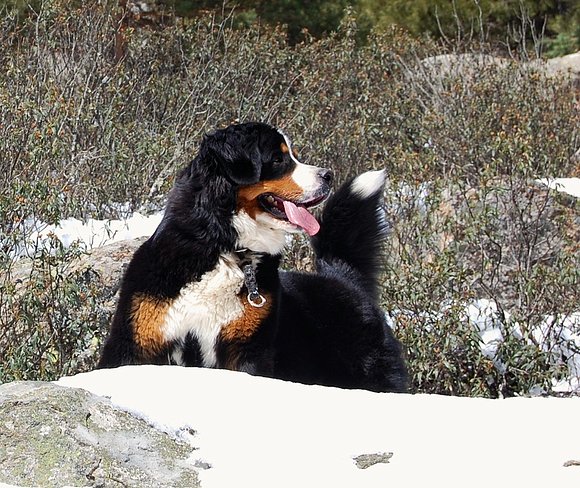 JANIS, disfrutando en la nieve