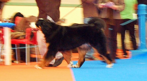 JANIS EN MOVIMIENTO