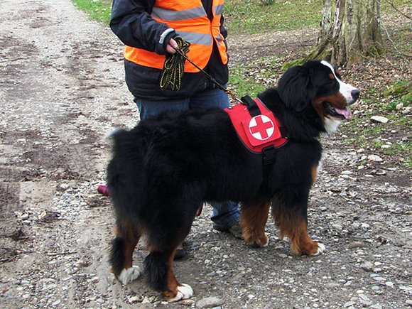 DIAMANT, hermano de Janis, trabajando.