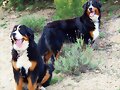 las amigas