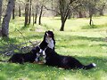 VEGA, SENNA Y GRACE