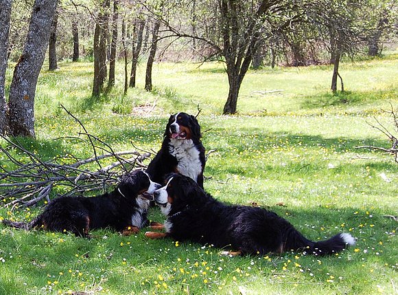 VEGA, SENNA Y GRACE