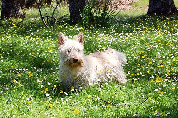 OTRA FLOR