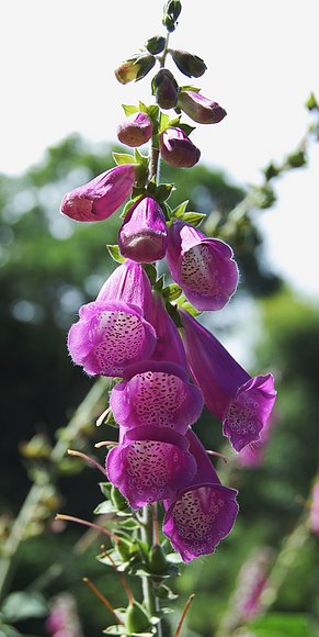 DEDALERA