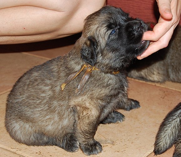 OTRO DE LOS PRECIOSOS CACHORROS DE DAHLIA