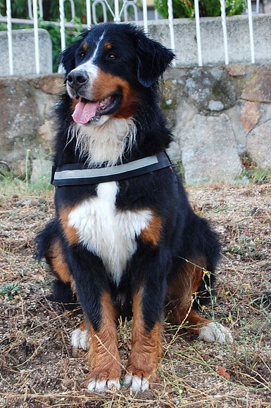 MOZZARELLA DE LA TORRE D´OVARDA. 18 MESES