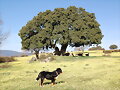 PRIMAVERA EN LA DEHESA COLLAINA.