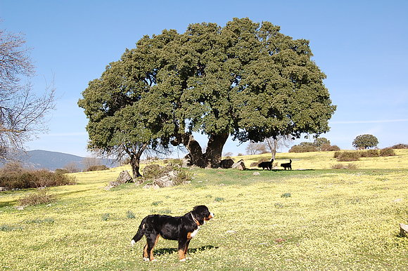 PRIMAVERA EN LA DEHESA COLLAINA.