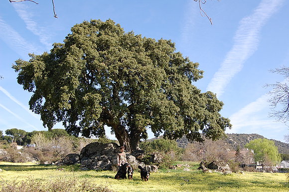NUESTROS MONUMENTALES ALCORNOQUES