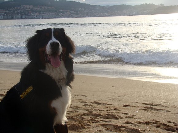 Pancho el guapetón con casi 9 meses...