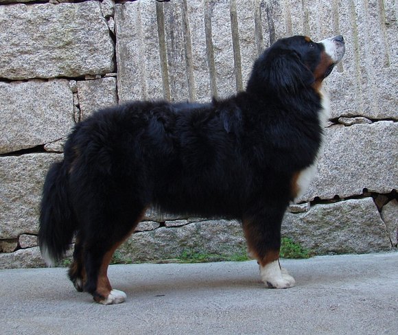Pancho practicando la pose