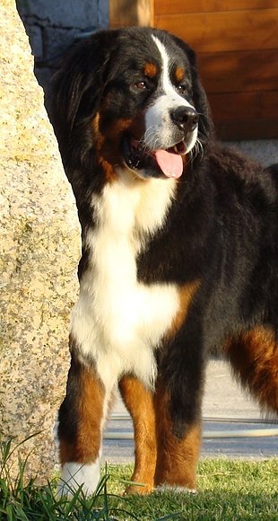 Pancho 12 meses