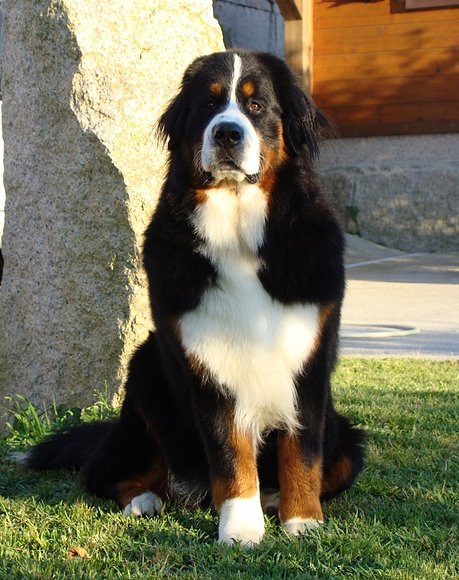 Pancho el "peque" con 12 meses