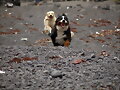 Carrera en la playa julio 09