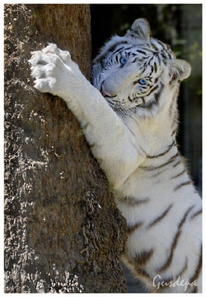 Tigre de Bengala
