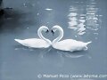 Y volar&eacute; como un cisne