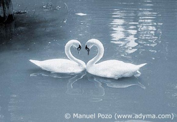 Y volaré como un cisne