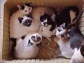 Gatitos x3333