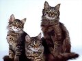 mas gatos