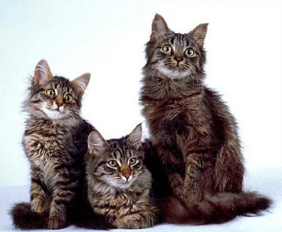 mas gatos