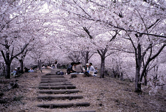 Sakura tree