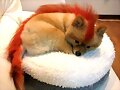 Firefox!!